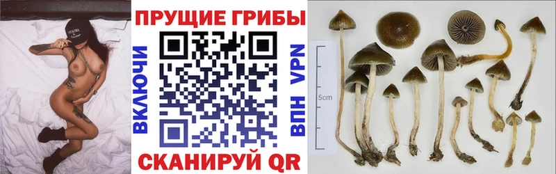 закладки  Балахна  Галлюциногенные грибы мицелий 
